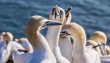 开云官方网页登录-中超联赛上海上港宣布签约新外援，2020中超上海上港球员